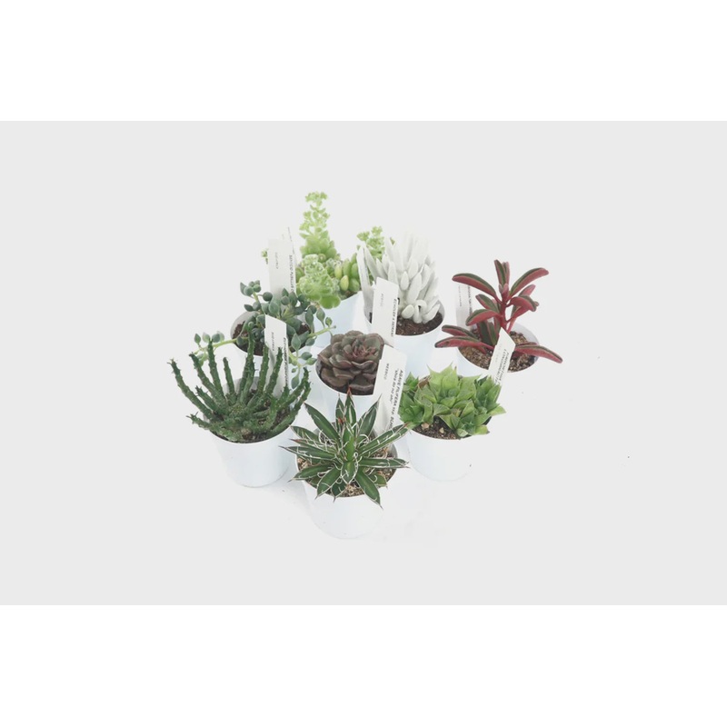 Succulent mix 7.5cm – TRAY 16x