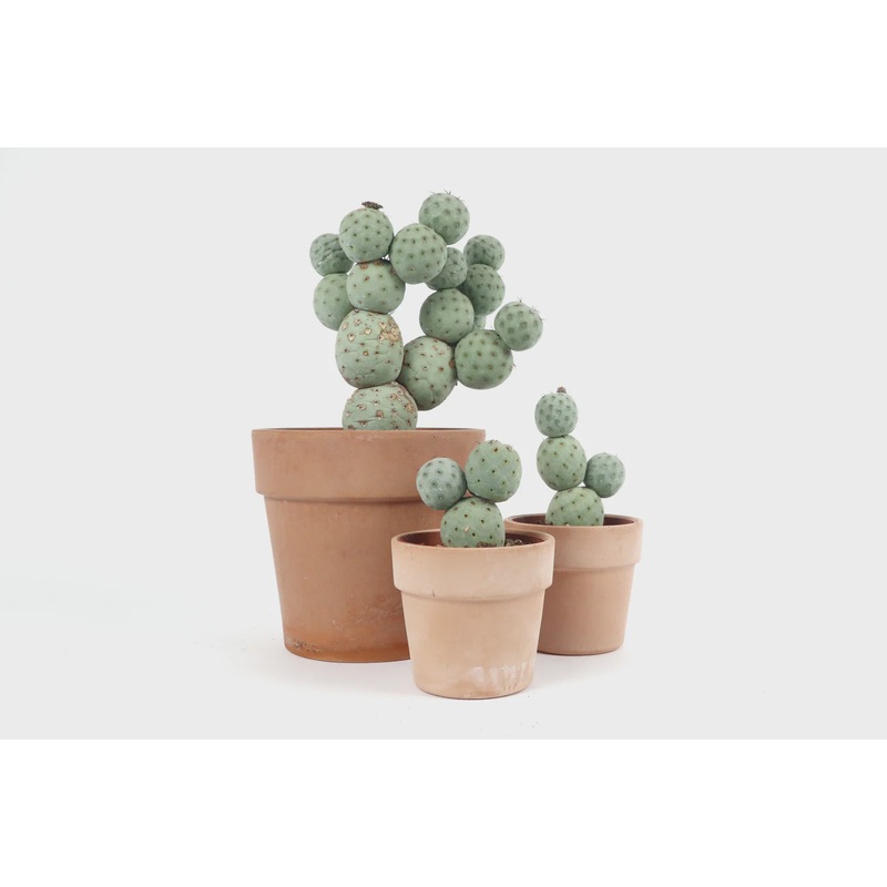 Tephrocactus geometricus 3x balls – TRAY 6x