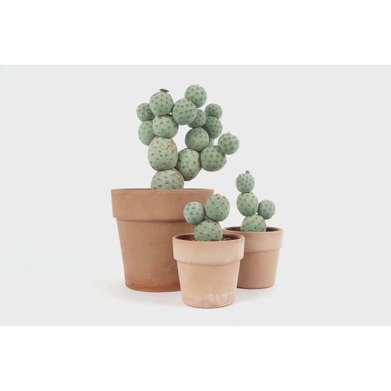 Tephrocactus geometricus 5x balls – TRAY 6x