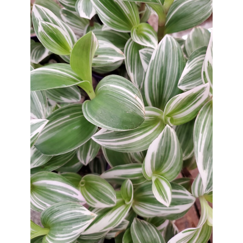 Tradescantia – White Giant, 12cm Pot