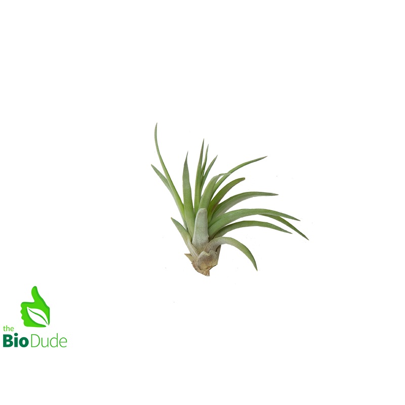 Velutina Tillandsia 2-3