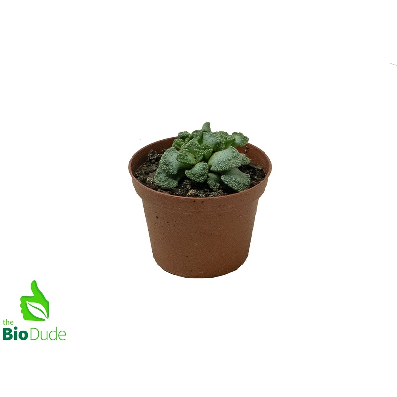 3 Pot Jewel Plant