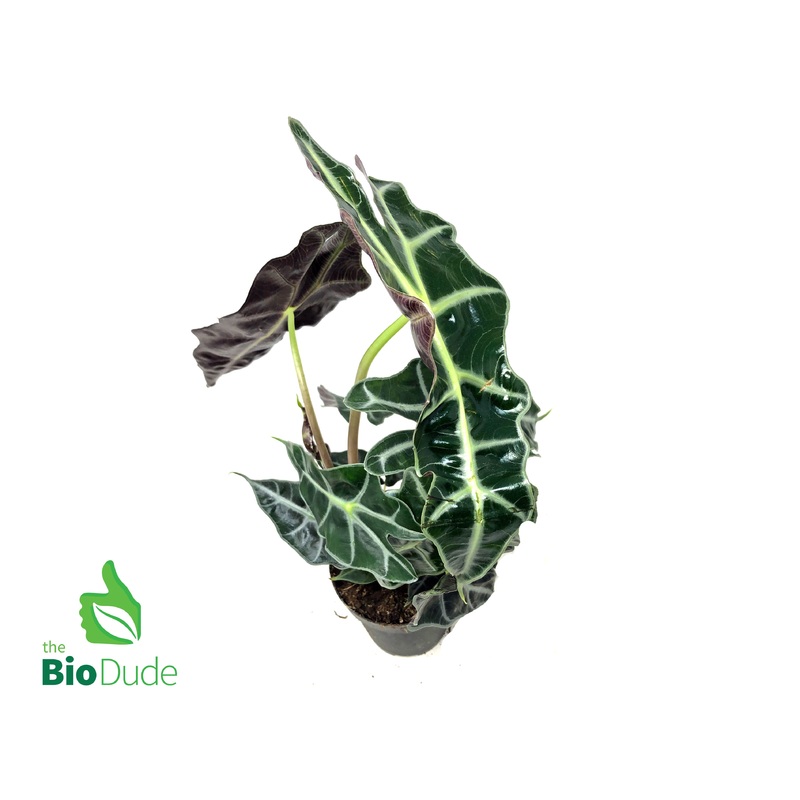 4 Pot Alocasia Polly