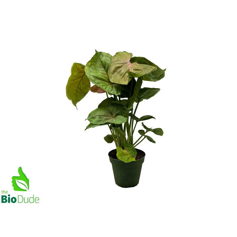 4 Pot Arrowhead Vine Mango Allusion