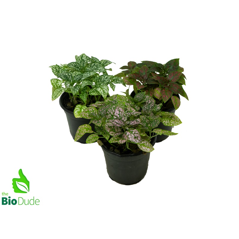 4 Pot Assorted Polka Dot Plant