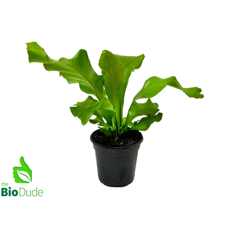 4 Pot Bird’s Nest Fern Nidus