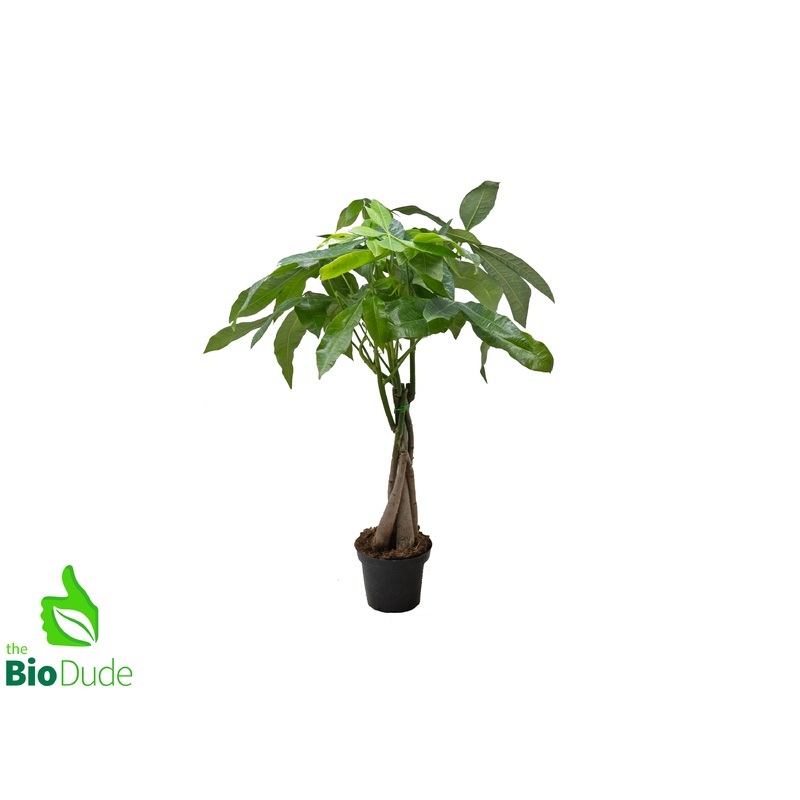 4 Pot Braided Fortune Money Tree w/Multiple Trunks