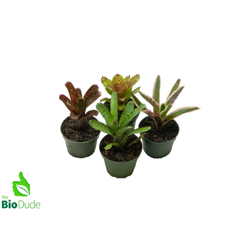 4 Pot Bromeliad Neoregelia – Rooted Mother  *The Dude’s Choice*