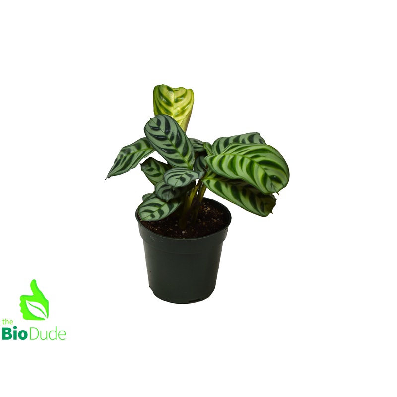 4 Pot Calathea Burle Marx
