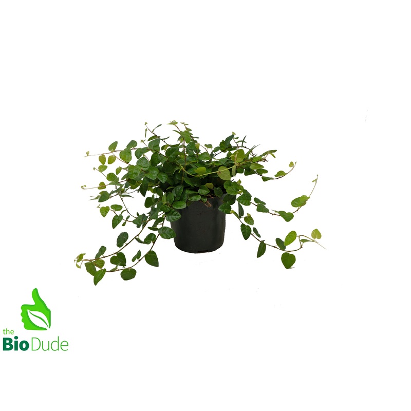 4 Pot Creeping Fig LARGE HEART LEAVES