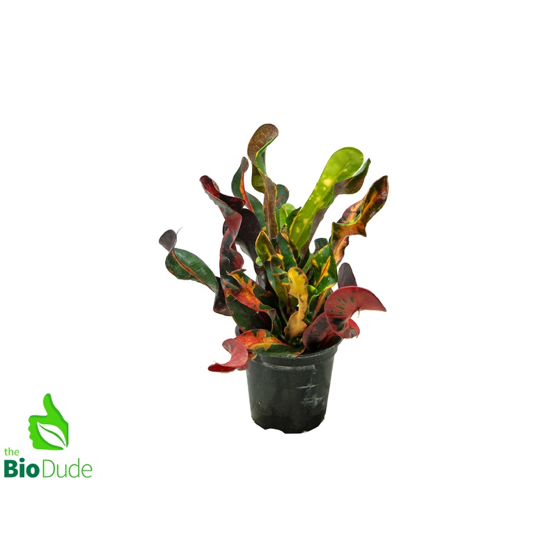 4 Pot Croton Mammy