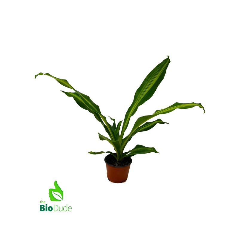 4 Pot Dracaena Giganta