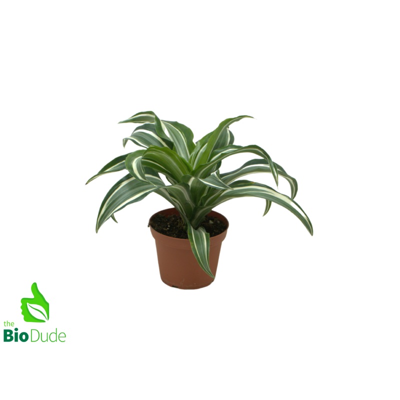 4 Pot Dracaena Jade Jewel