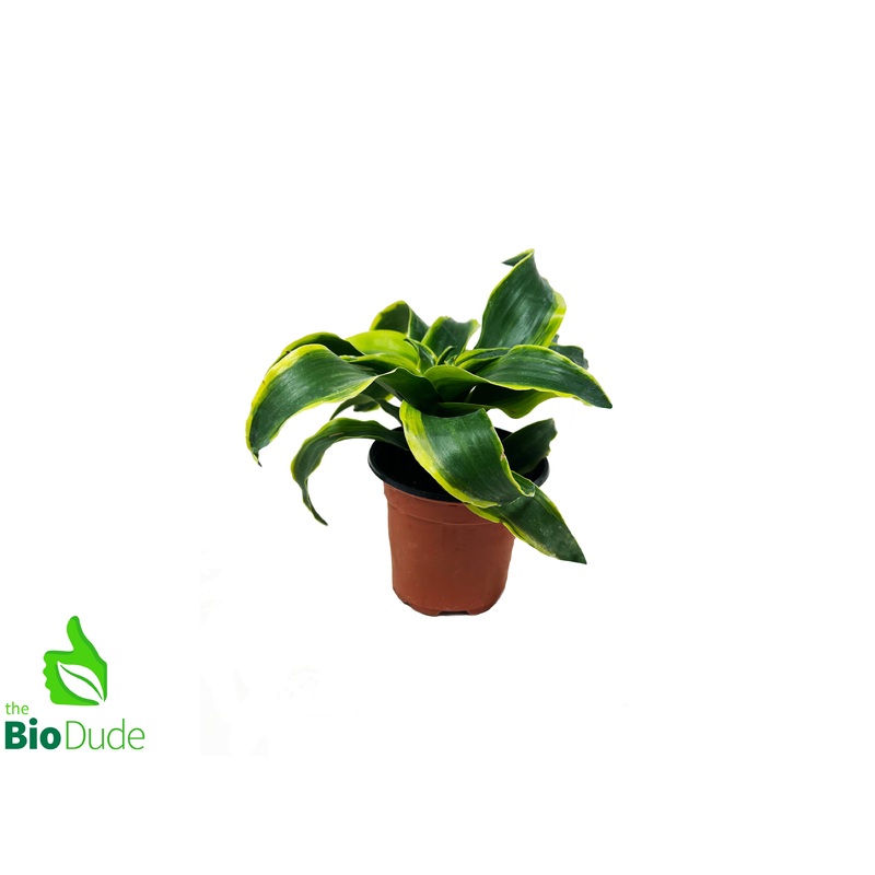 4 Pot Dracaena Tornado