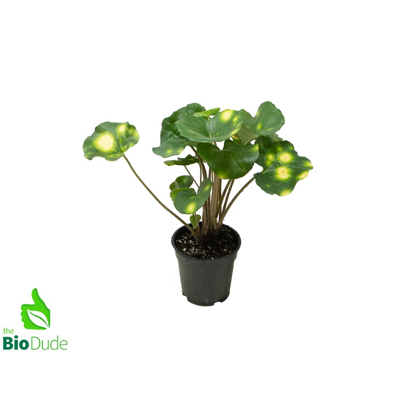 4 Pot Farfugium Firefly