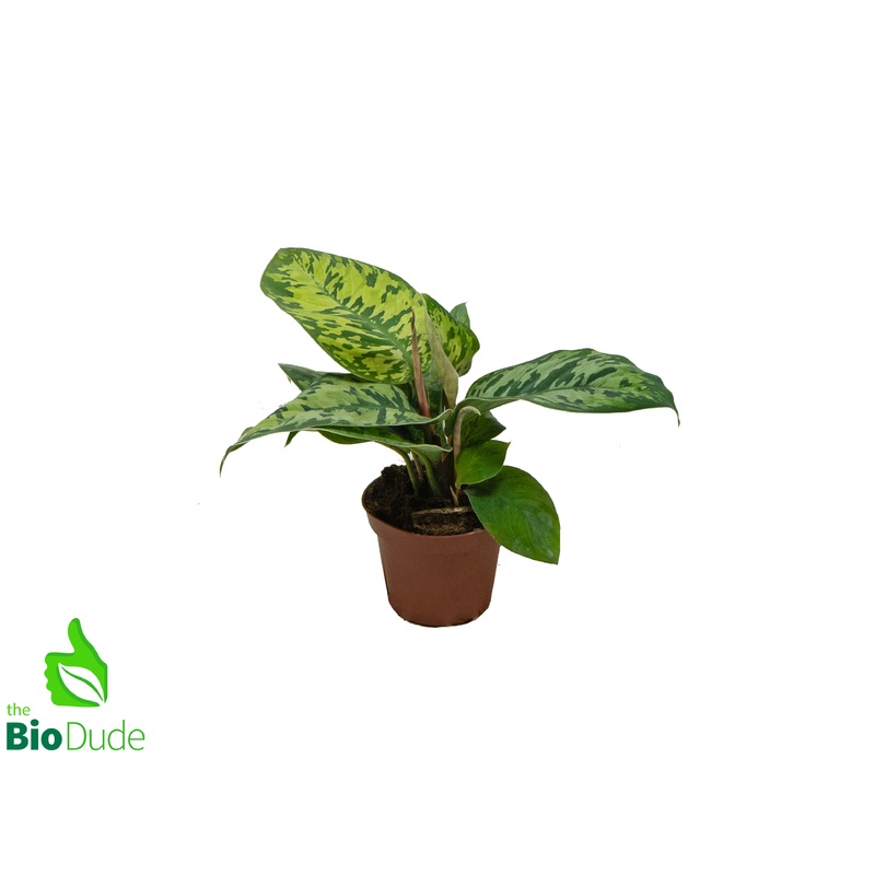 4 Pot Homalomena Camouflage