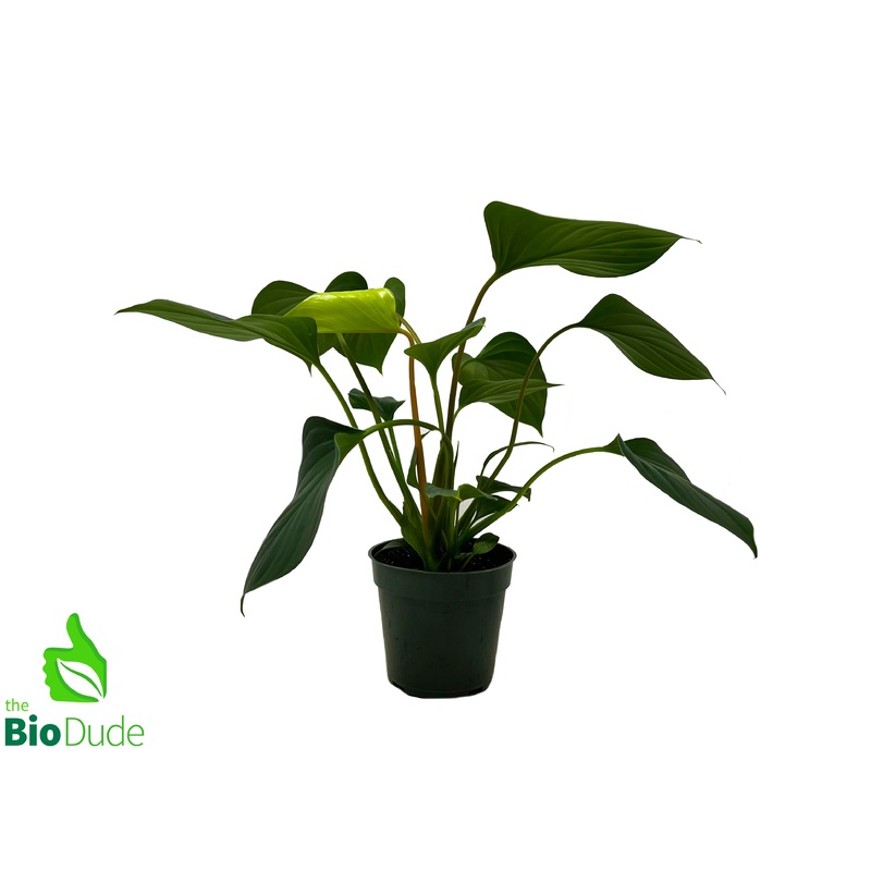 4 Pot Homalomena Emerald Gem