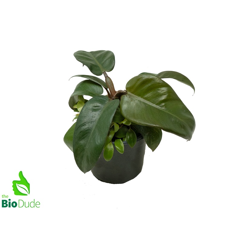4 Pot Philodendron Black Cardinal
