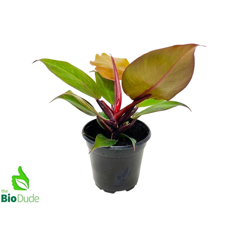 4 Pot Philodendron McColley