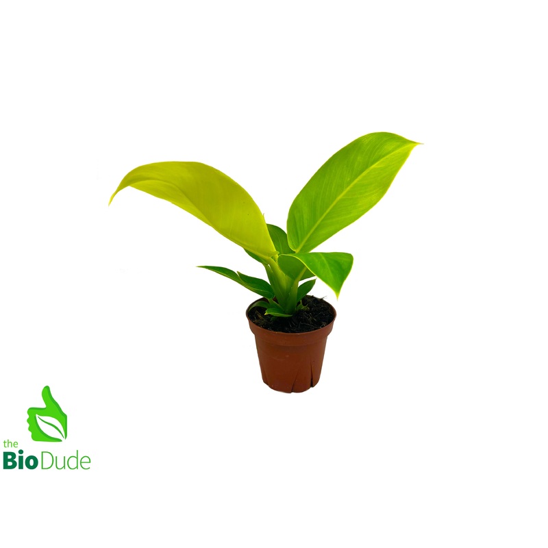 4 Pot Philodendron Moonlight