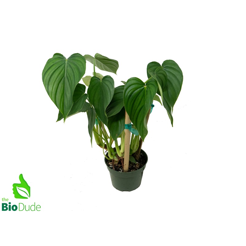 4 Pot Philodendron Peltatum