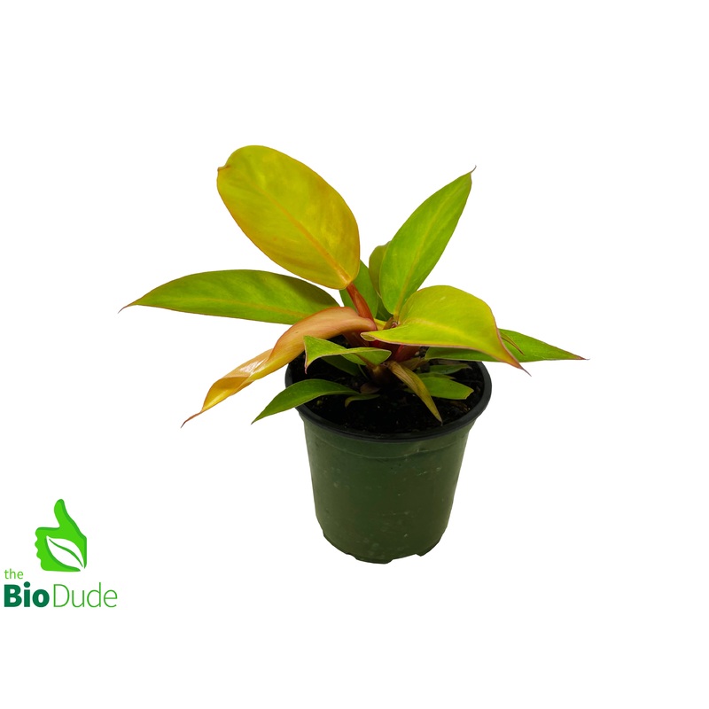 4 Pot Philodendron Prince of Orange