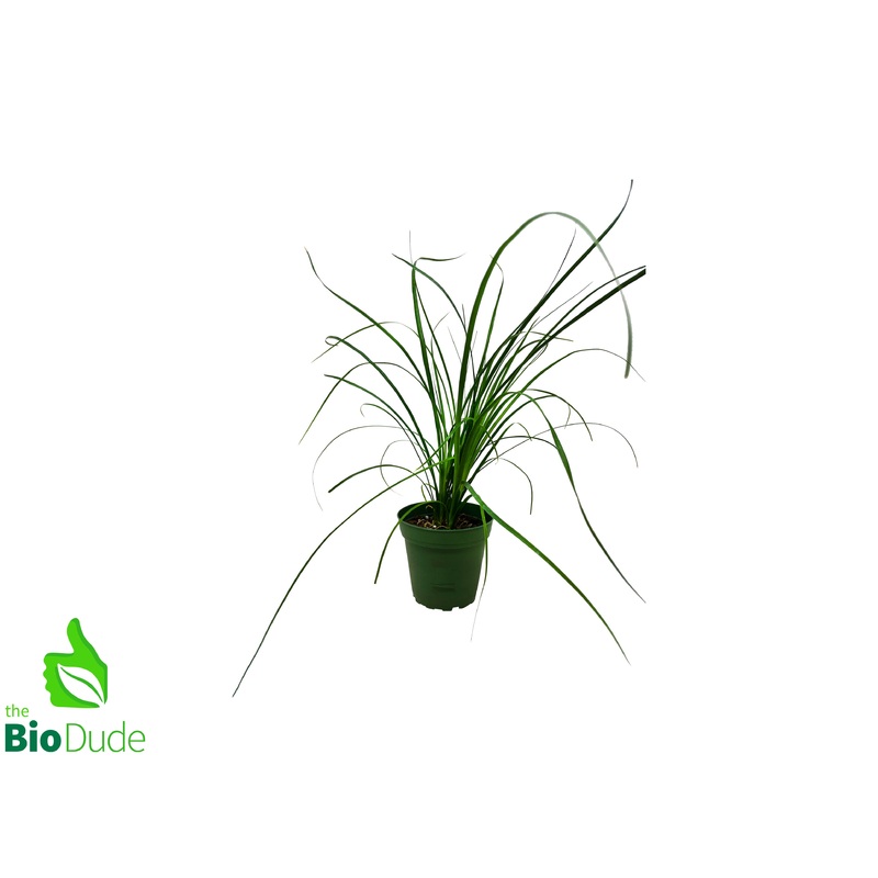 4 Pot Ponytail Palm