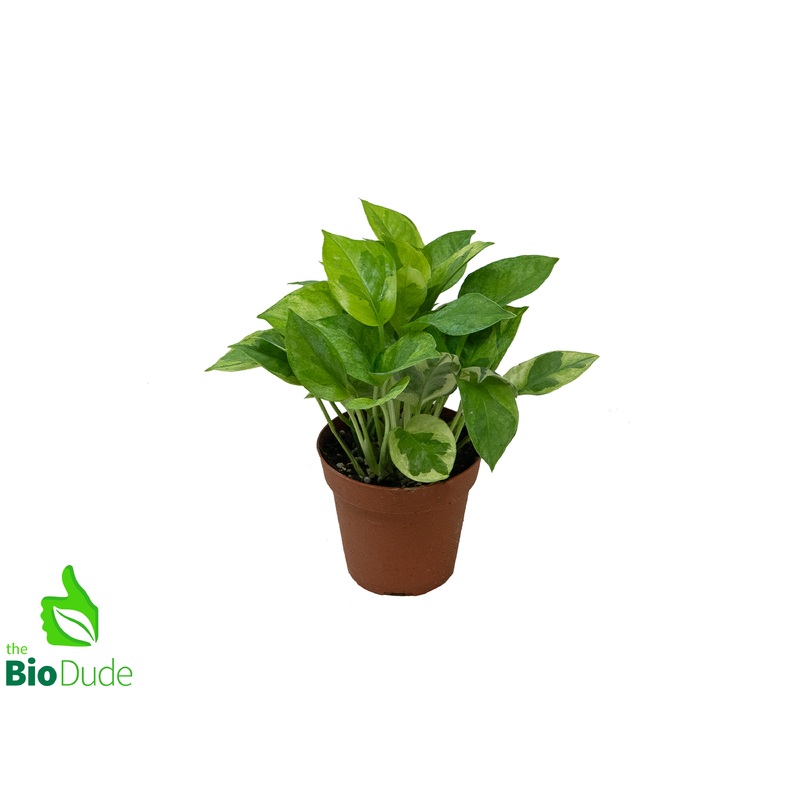 4 Pot Pothos Global Green