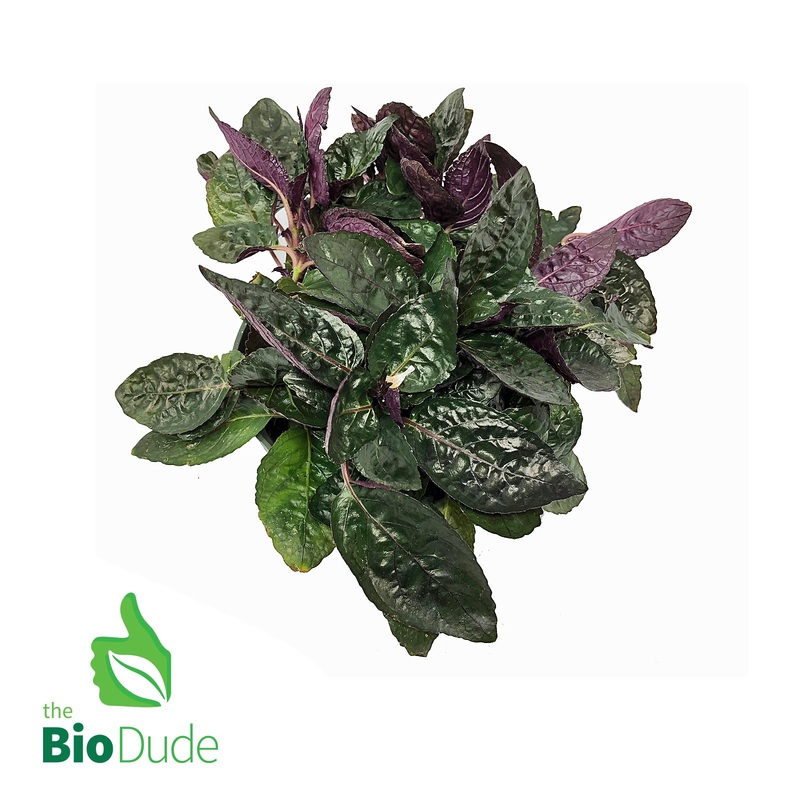 4 Pot Purple Waffle Plant