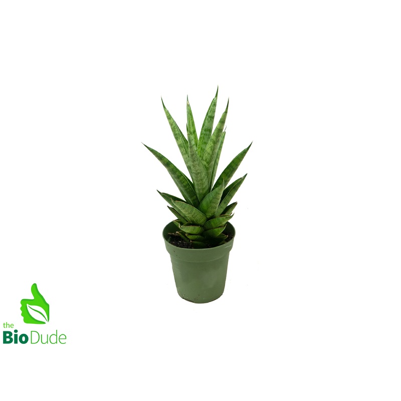 4 Pot Sansevieria Tower