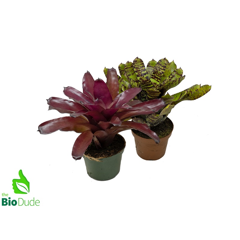 5 Pot Bromeliad Neoregelia – Rooted Mother  *The Dude’s Choice*