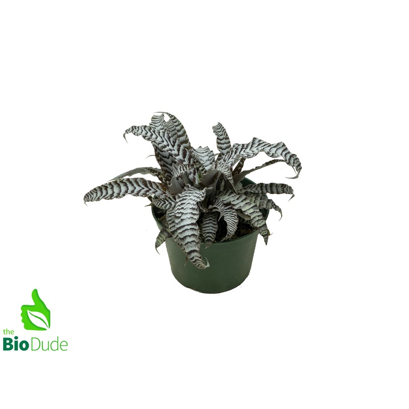 5 Pot Cryptanthus Absolute Zero