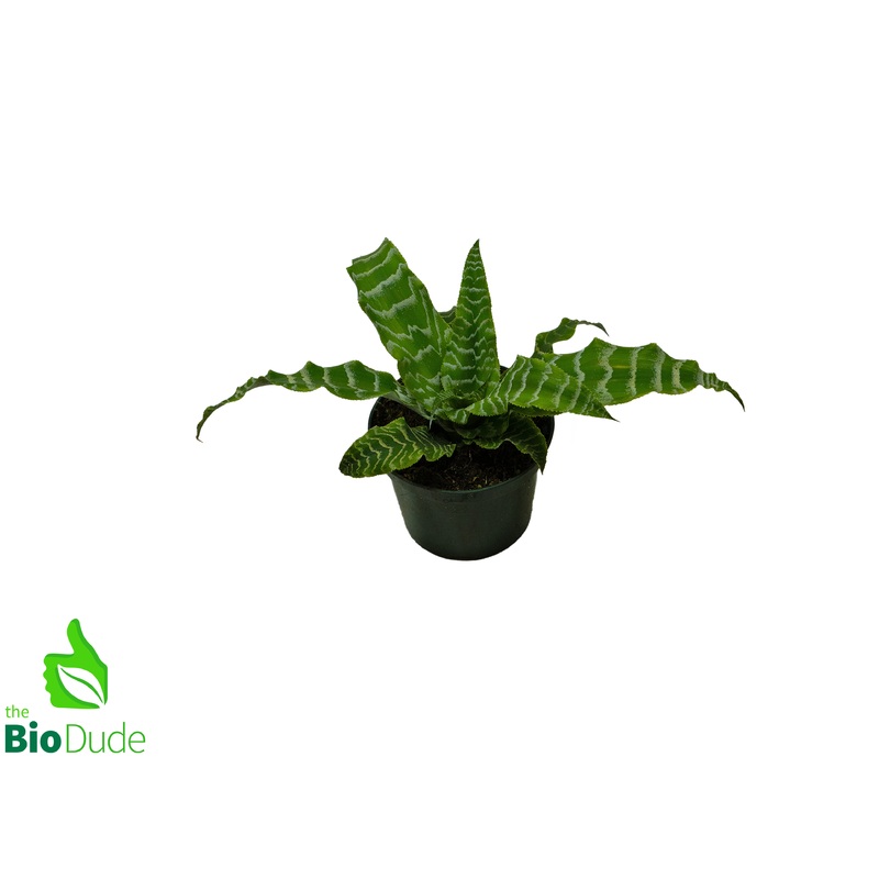 5 Pot Cryptanthus Betty Green