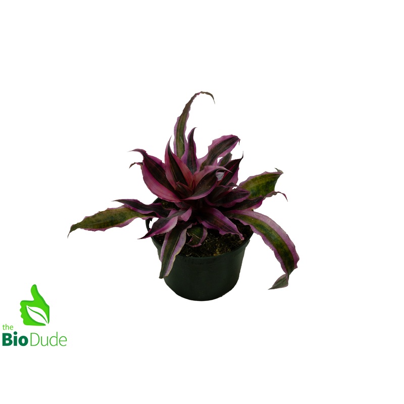 5 Pot Cryptanthus Red Baron