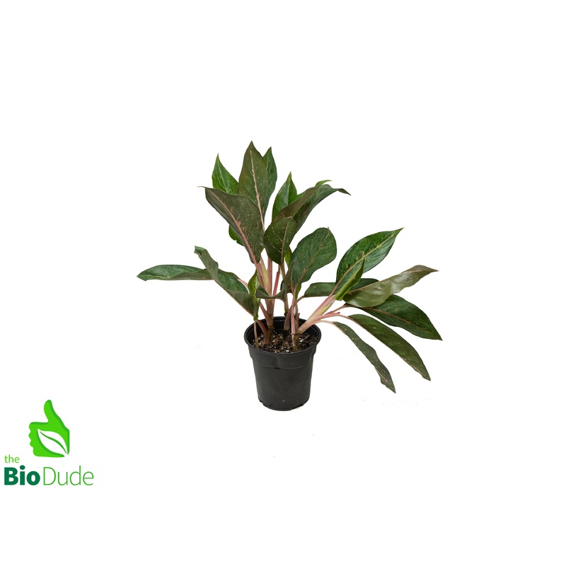 6 Pot Aglaonema Amelia Lane