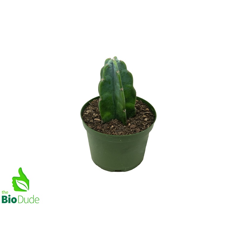6 Pot Cuddly Cactus