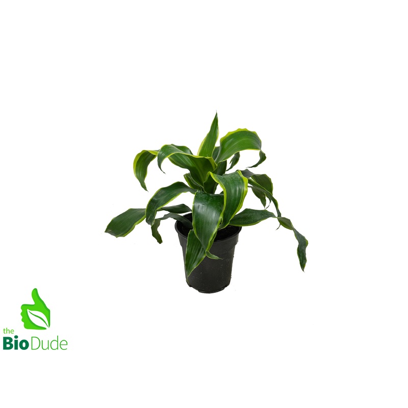 6 Pot Dracaena Dorado