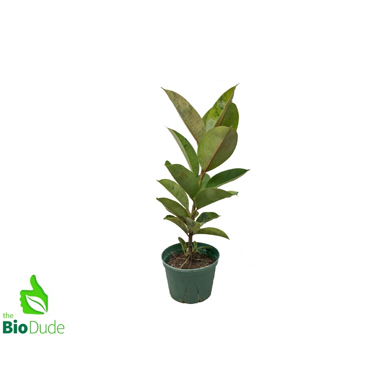 6 Pot Ficus Shivereana