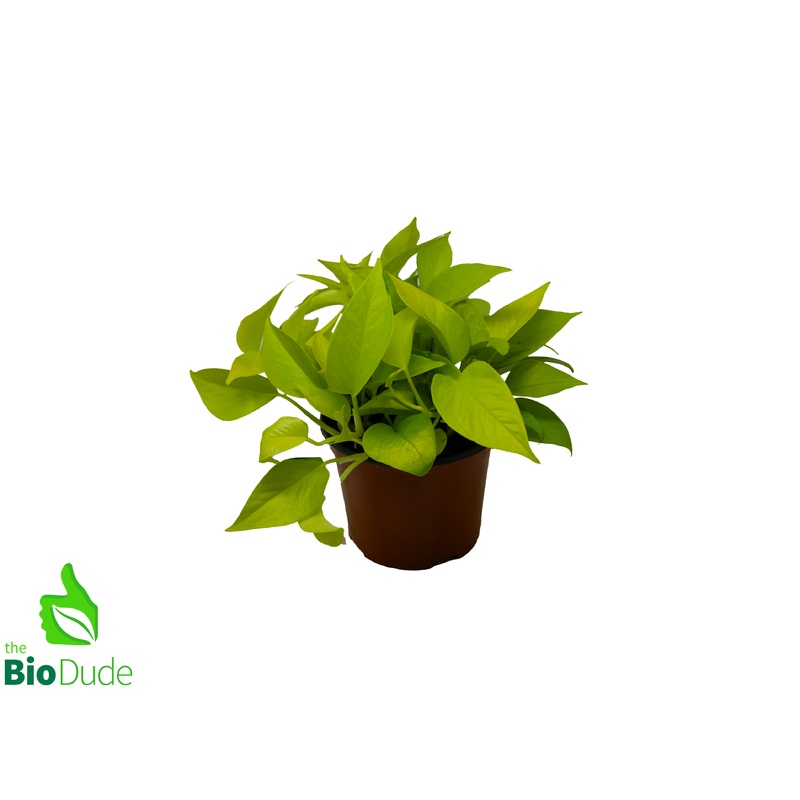 6 Pot Neon Pothos