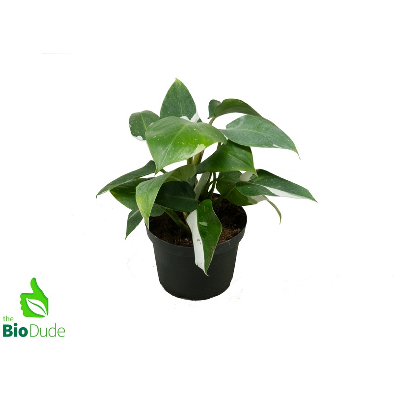 6 Pot Philodendron White Wizard