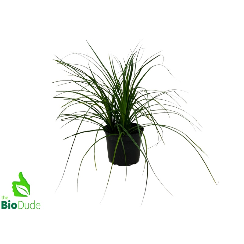 6 Pot Ponytail Palm