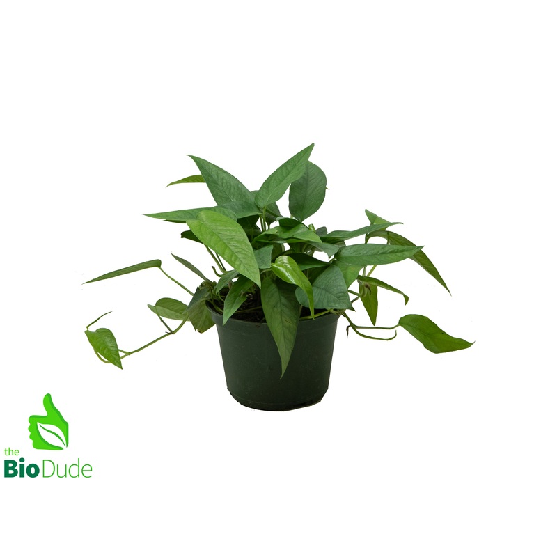 6 Pot Pothos Cebu Blue