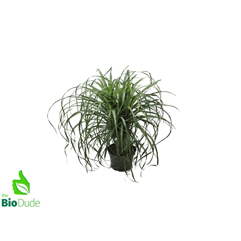 8 Pot Guatemalan Ponytail Palm