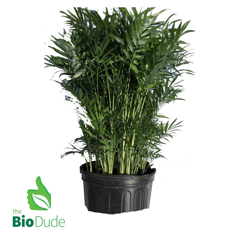 8 Pot Neanthe Bella Palm