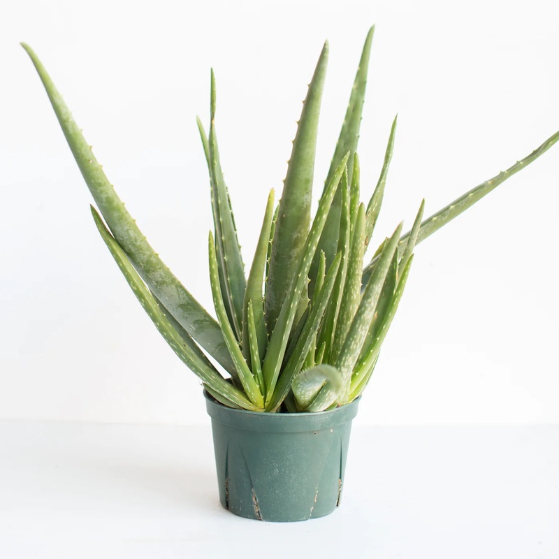 Aloe Barbadensis Miller ‘Aloe Vera’