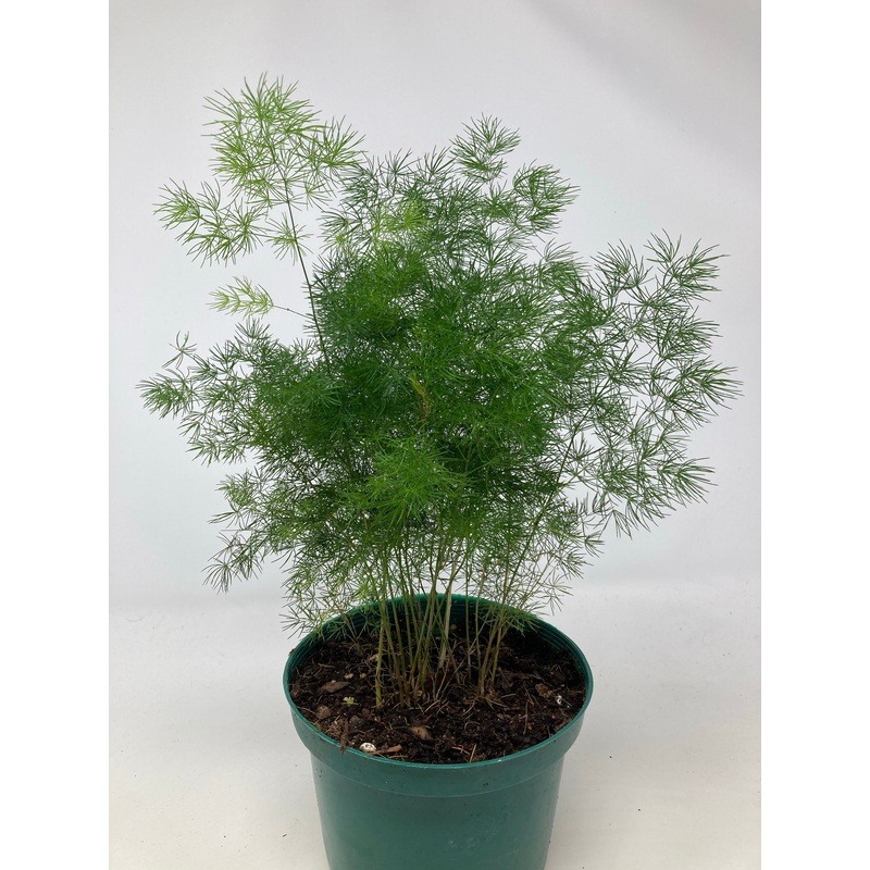 Asparagus Retrofractus ‘Ming Asparagus Fern’