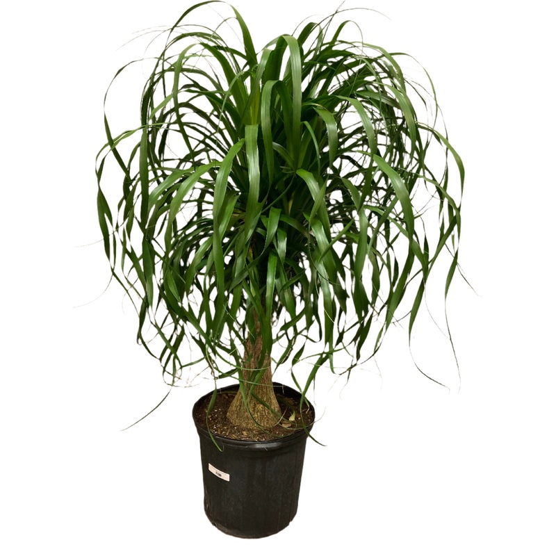 Beaucarnea Recurvata ‘Ponytail Palm’