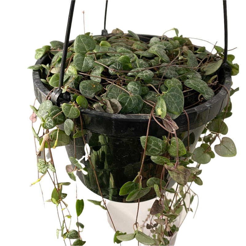 Ceropegia ‘String of Hearts’|6″ Hanging Basket|4.5″ Pot|4.5″ Hanging Basket|2″ Pot
