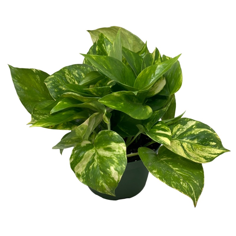 Epipremnum Aureum ‘Golden Pothos’