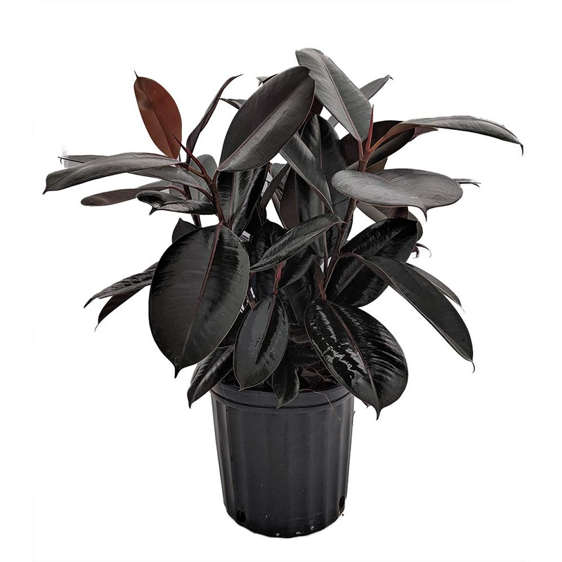 Ficus Elastica ‘Rubber Plant’|4.5″ Pot|10″ Pot|6″ Pot|8″ Pot|12″ Pot|2.5″ Pot|10″ Pot – Tree Form
